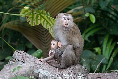 Northern pig-tailed macaque